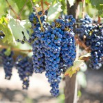 purple-grapes-553464_1920